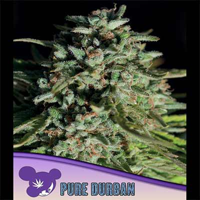 Pure Durban > Anesia Seeds | Feminisierte Hanfsamen  |  Sativa