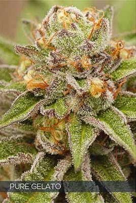 Pure Gelato > Vision Seeds | Feminized Marijuana   |  Hybrid