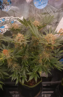 Purple Boost Highness > Anesia Seeds | Feminized Marijuana   |  Sativa