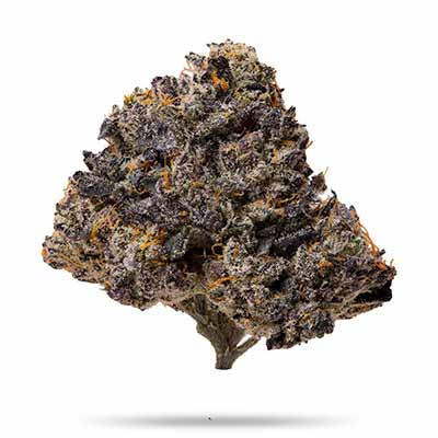 Purple Cherry Popper > Elev8 Seeds | Feminisierte Hanfsamen  |  Indica