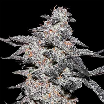 Purple Cherry Popper > Elev8 Seeds | Feminized Marijuana   |  Indica