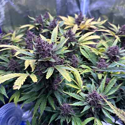 Purple Haze > Linda Seeds | Semillas feminizadas  |  Sativa