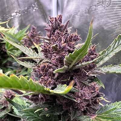 Purple Haze > Linda Seeds | Semillas feminizadas  |  Sativa