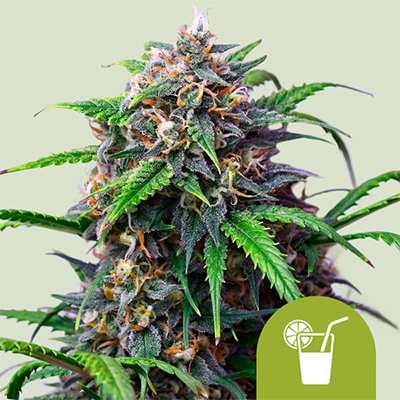 Purple Lemonade Auto > Royal Queen Seeds | Graines Autofloraison  |  Indica