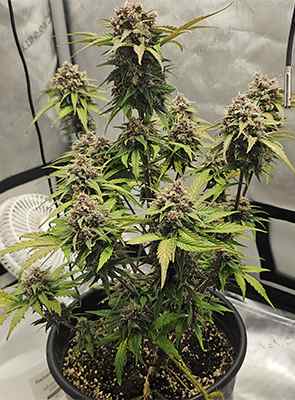 Purple Lemonade Auto > Royal Queen Seeds | Graines Autofloraison  |  Indica