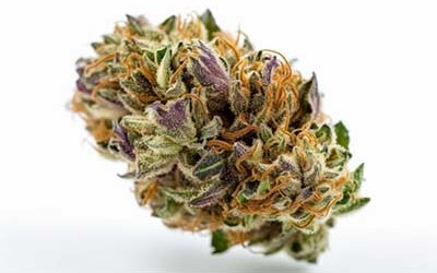 Purple Punch Fast > High Speed Buds | Semillas feminizadas  |  Índica