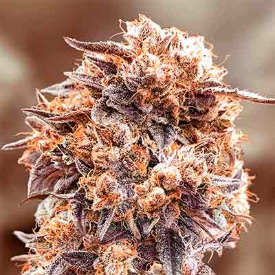 Purple Punch Fast > High Speed Buds | Feminisierte Hanfsamen  |  Indica