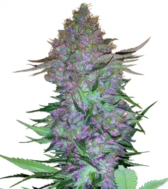 Purple Skunk Automatic > Sensi Seeds | Semillas autoflorecientes  |  Índica