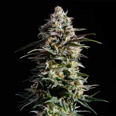 Purple Skunk Go Fast > Kannabia Seeds | Feminized Marijuana   |  Hybrid