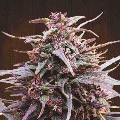 Purple Swish Haze > Rare Darkness | Regular Marijuana   |  Sativa