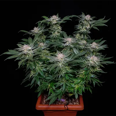 Purple Thai > Anesia Seeds | Graines Féminisées  |  Sativa