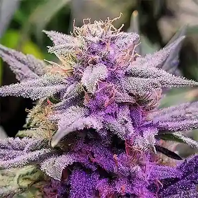 Purple Thai > Anesia Seeds | Semillas feminizadas  |  Sativa