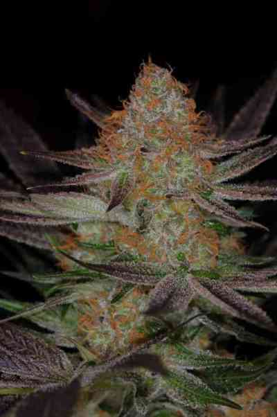 Qrazy Train > TGA Subcool Seeds | Semillas Regulares  |  Híbrido