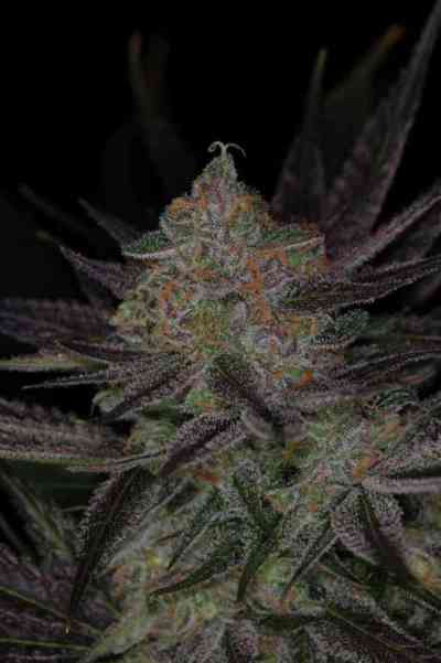 Qrazy Train > TGA Subcool Seeds | Semillas Regulares  |  Híbrido