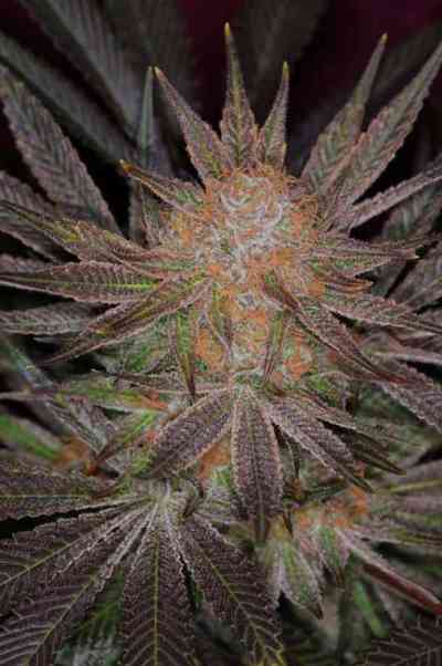 Qrazy Train > TGA Subcool Seeds | Semillas Regulares  |  Híbrido