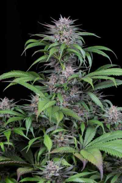 Quick Kush Samen > Dinafem Seeds | Feminisierte Hanfsamen  |  Indica