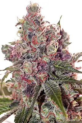 Rainbow Flakes > Positronics | Feminized Marijuana   |  Indica