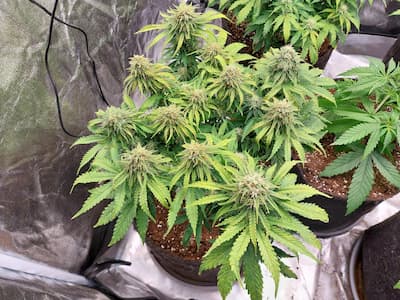 Rainbow Fuel > Grounded Genetics | Feminized Marijuana   |  Hybrid