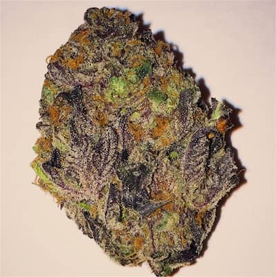 Rainbow Fuel seeds by Grounded Genetics – order here