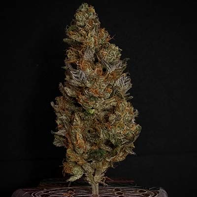 Rainbow Melon > Fast Buds | Semillas feminizadas  |  Sativa