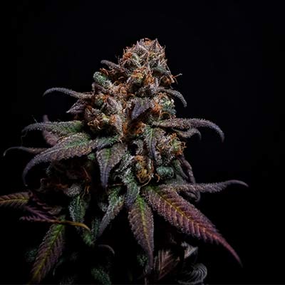 Rainbow Melon > Fast Buds | Semillas feminizadas  |  Sativa