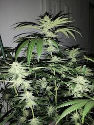 Rainbow Mints > 00 Seeds | Feminized Marijuana   |  Hybrid