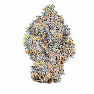 Rainbow Sherbet #11 > Kannabia Seeds | Feminized Marijuana   |  Sativa