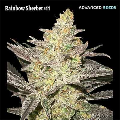 Rainbow Sherbet #11 > Advanced Seeds | Feminized Marijuana   |  Indica