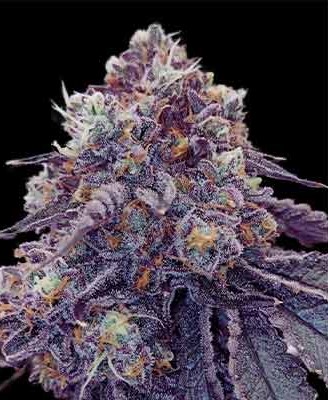 Rainbow Sherbet #11 > Kannabia Seeds | Feminisierte Hanfsamen  |  Sativa