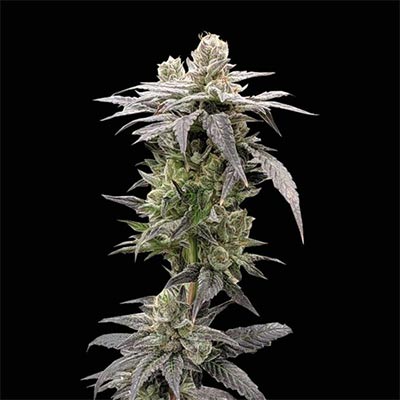 Dark Saber > Rare Darkness | Regular Marijuana   |  Indica