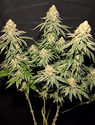 Red Banana Pudding > Anesia Seeds | Feminized Marijuana   |  Indica