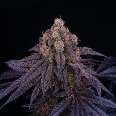 Red Red Wine > Perfect Tree | Feminized Marijuana   |  Hybrid