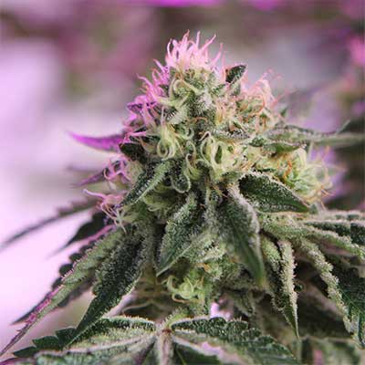 RS11 x Banana OG > Barney\'s Farm | Semillas feminizadas  |  Híbrido