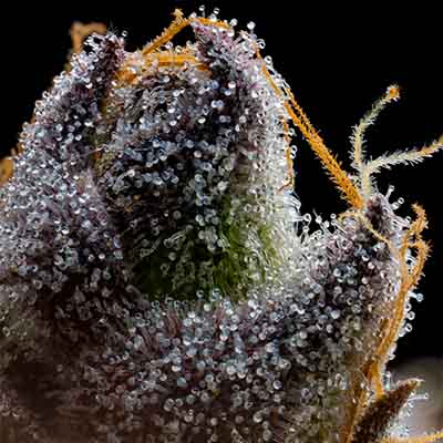 RS11 X Hollywood > Cookies Seedbank | Feminisierte Hanfsamen  |  Hybrid