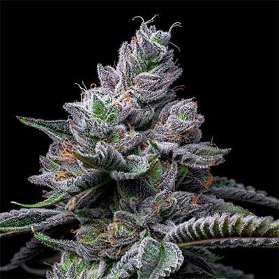 RS11 X Hollywood > Cookies Seedbank | Feminized Marijuana   |  Hybrid