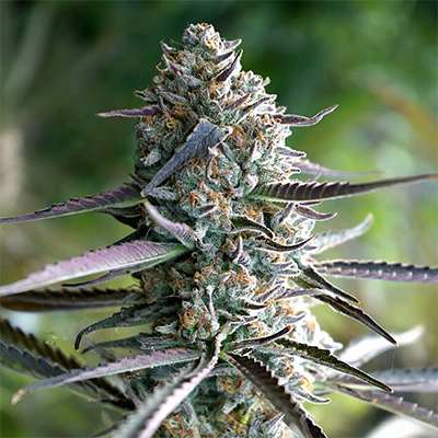 Runtz Auto > Linda Seeds | NUESTRAS RECOMENDACIONES DE SEMILLAS DE MARIHUANA  |  Semillas Baratas