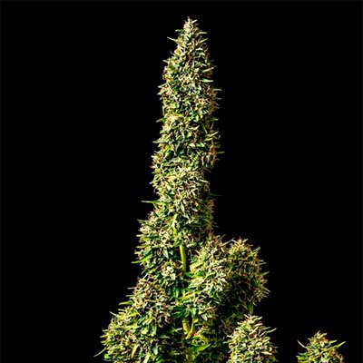 Runtz Auto > Kannabia Seeds | Graines Autofloraison  |  Hybride