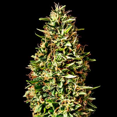 Runtz Auto > Kannabia Seeds | Graines Autofloraison  |  Hybride