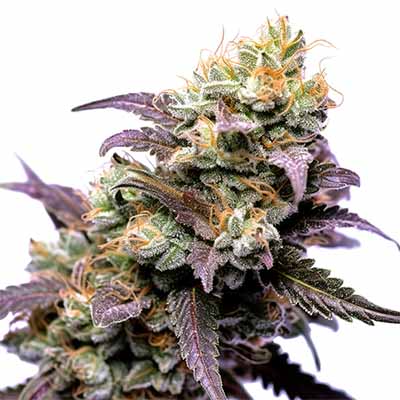 Runtz S1 > Elev8 Seeds | Feminisierte Hanfsamen  |  Hybrid