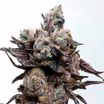 Runtz S1 > Elev8 Seeds | Feminisierte Hanfsamen  |  Hybrid