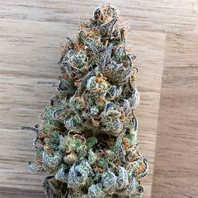 Runtz S1 > Elev8 Seeds | Feminized Marijuana   |  Hybrid