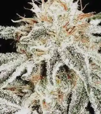 Russian Snow > Vision Seeds | Feminized Marijuana   |  Indica