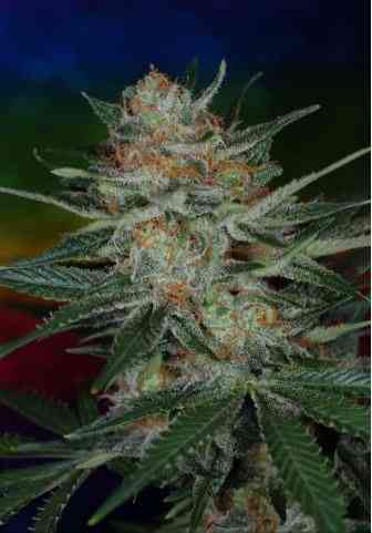 Scarlett Queen Samen > TGA Subcool Seeds | Reguläre Hanfsamen  |  Sativa