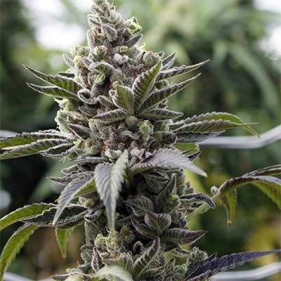 Scott\'s Haze > Rare Darkness | Regular Marijuana   |  Sativa