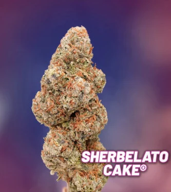 Sherbelato Cake > Dutch Passion | Feminized Marijuana   |  Hybrid