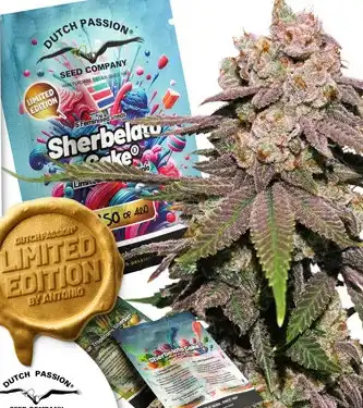 Sherbelato Cake > Dutch Passion | Feminisierte Hanfsamen  |  Hybrid