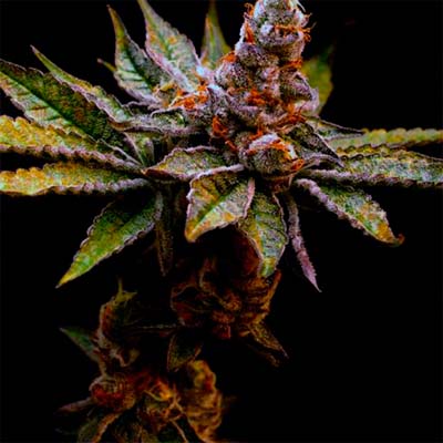 Sherbet Cake > Elev8 Seeds | Feminized Marijuana   |  Hybrid