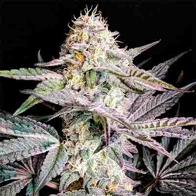 Sherbet Cake > Elev8 Seeds | Semillas feminizadas  |  Híbrido