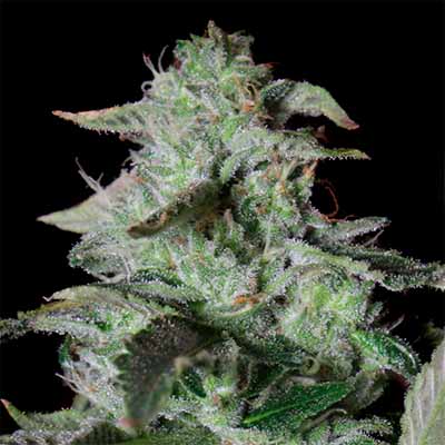 Sherbet Cake > Elev8 Seeds | Feminisierte Hanfsamen  |  Hybrid