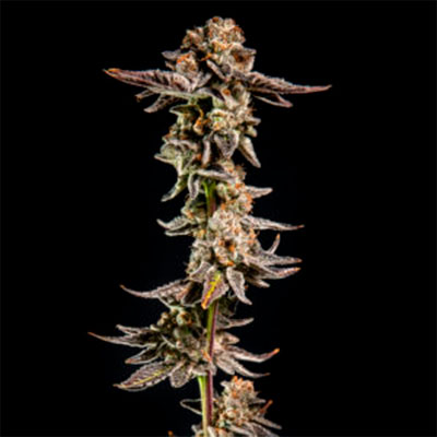 Sherbet Cake > Elev8 Seeds | Semillas feminizadas  |  Híbrido